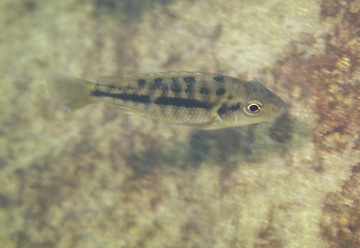 Protomelas sp. 'spilonotus likoma' Maingano Island
